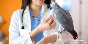 دامپزشک متخصص بیماری پرندگان زینتی طوطی 