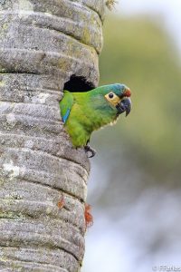 Blue-winged Macaw ماکائوی بال ابی