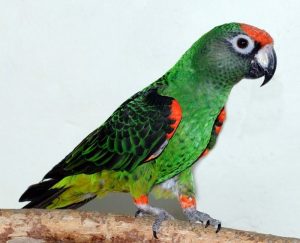 Jardine's Parrot