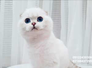 خرید فروش بچه گربه اسکاتیش فولد سیلور چشم آبی