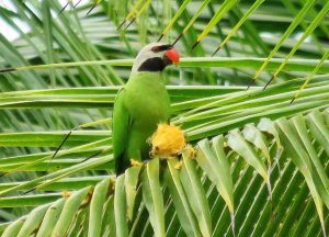 Nicobar Parakeet