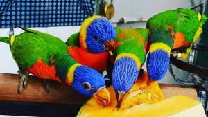 Rainbow Lorikeet