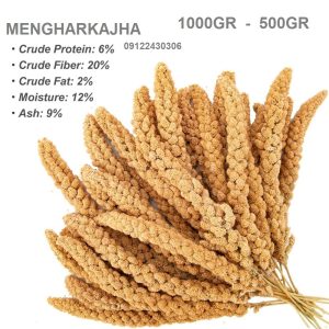 ارزن خوشه ای تازه