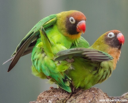 Black Cheeked Lovebird Black Cheeked Lovebird