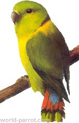 Black Collared Lovebird لاوبرد یقه سیاه