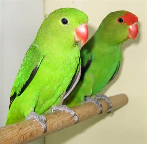 Black Winged Lovebird Black Winged Lovebird