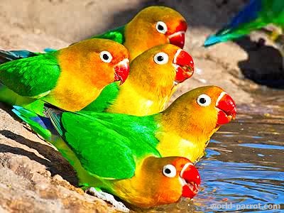 Fischers Lovebird فیشر لاوبرد