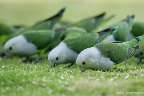 Grey Headed Lovebird طوطی فیشر سرخاکستری