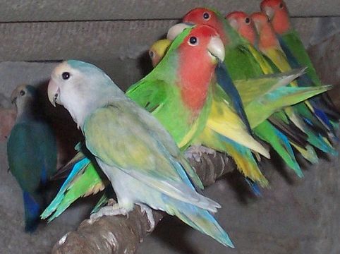 Inseparable طوطی برزیلی