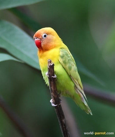 Lilians Lovebird لاوبرد