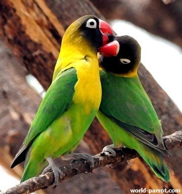 Lovebird Yellow Collared Tar SDolberg لاوبرد طوطی برزیلی لاوبرد کوتوله