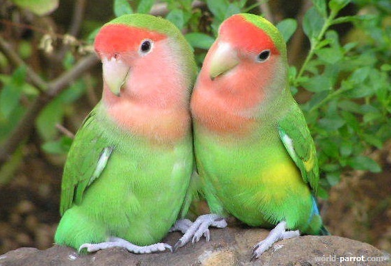 OLYMPUS DIGITAL CAMERA صورت هلویی