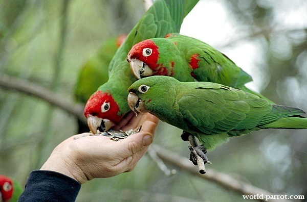 کانور سر گیلاسی Red-masked Parakeet