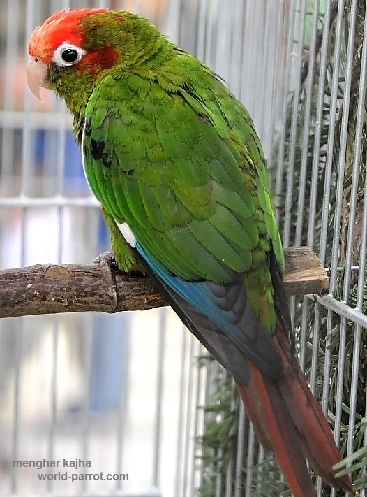 کانور سر گلسرخی Rose-headed Parakeet