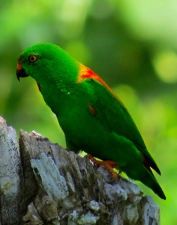 طوطی خفاشی سولا