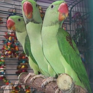 جوجه شاه طوطی