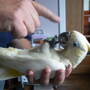 جوجه کاکادو