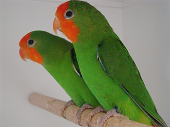 Pullarius Red Headed Lovebird Nerazlychniki Ukrzoo لاوبرد سر قرمز