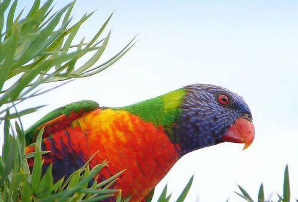 RainbowLory لوری رنگین کمان
