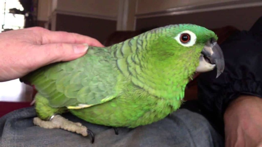 Mealy Amazon Parrot