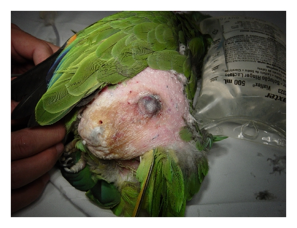 غده چربی طوطی
