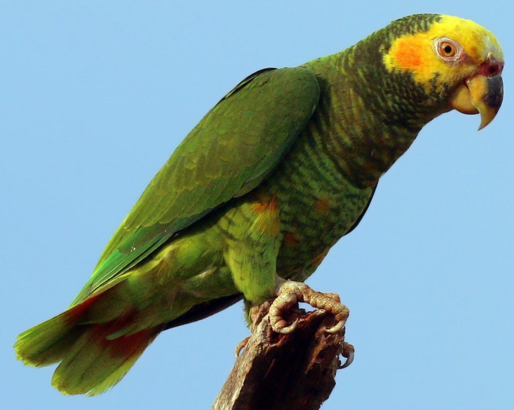 طوطی امازون صورت زرد Yellow-faced Parrot