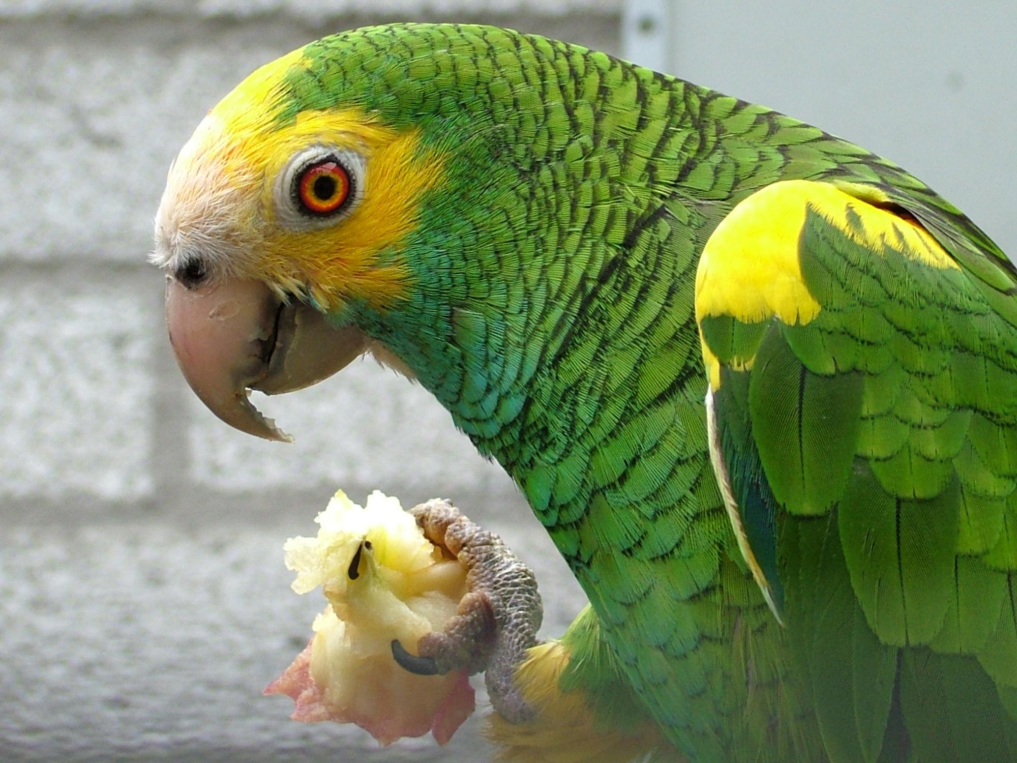 Желтоплечий синелобый Амазон (Amazona Aestiva xanthopteryx)