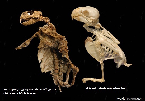 فسیل طوطی