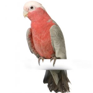 خرید و فروش قیمت جوجه کاکادو کاکاتو گالا رز صورتی سینه سرخ