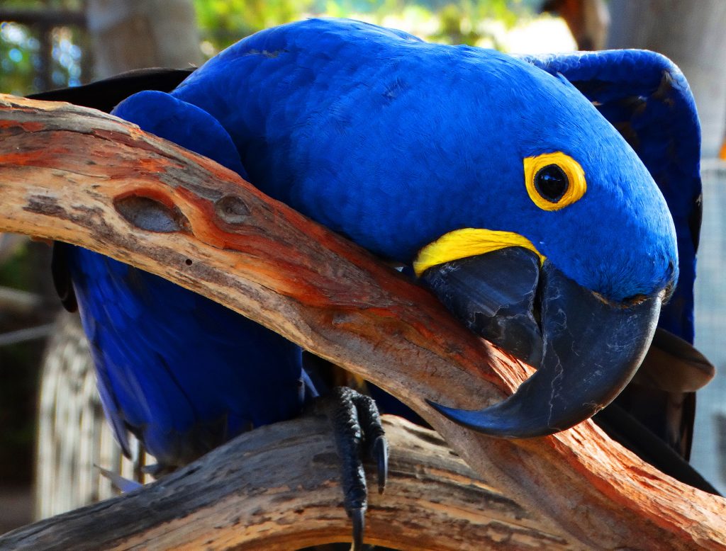 Help Parrot شناخت طوطی سانان