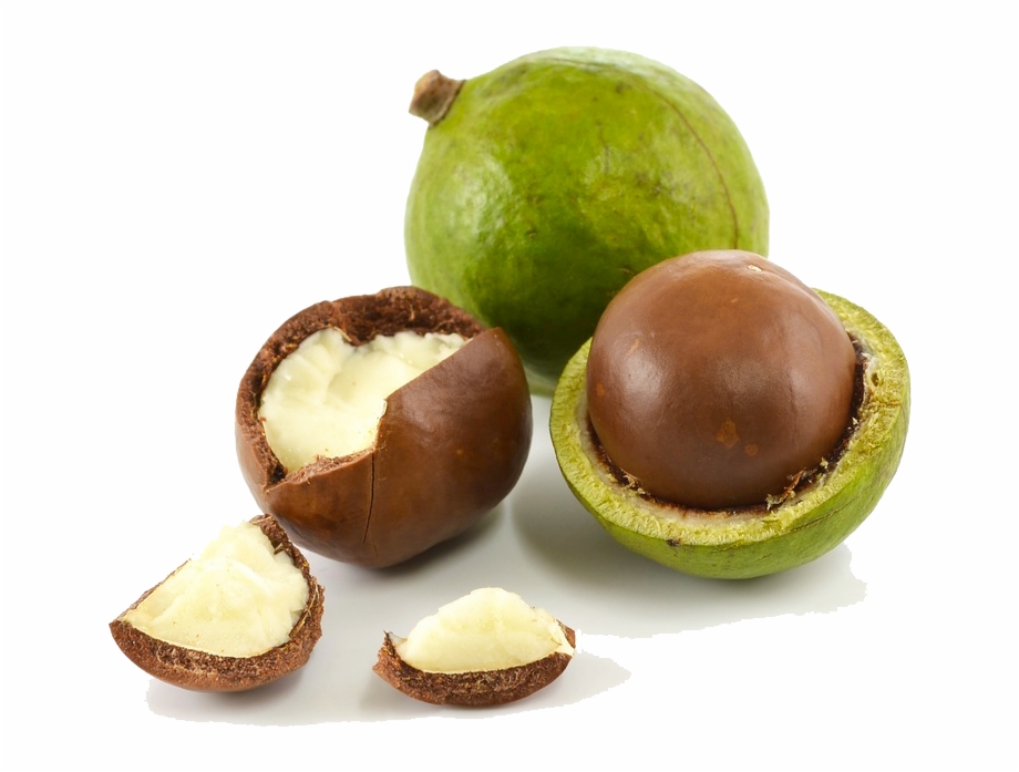 macadamia ماکادمیا