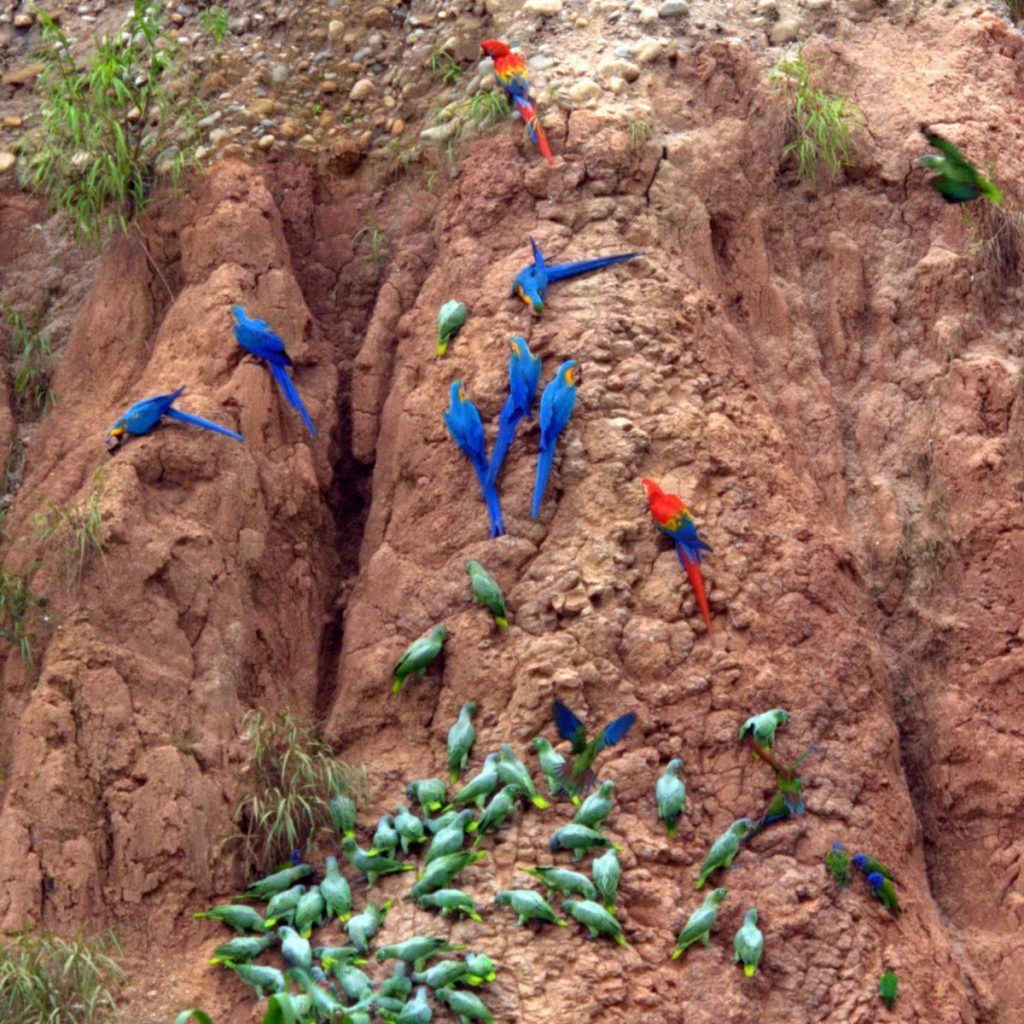 خاک خوراکی طوطی سخره رودخانه گل خوراکی سنگ