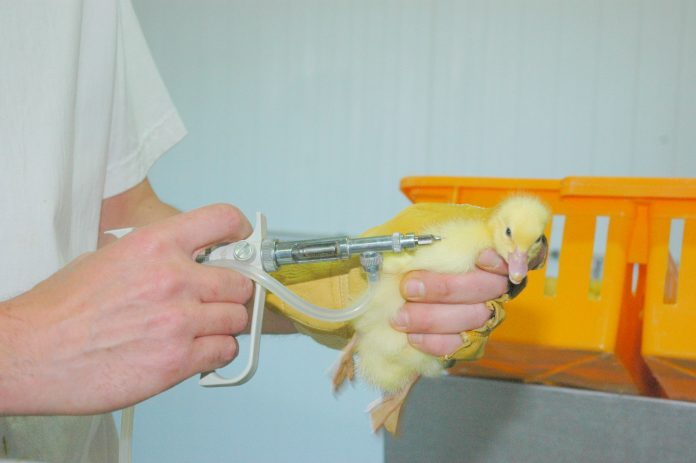 واکسن زدن به طوطی پرنده زینتی