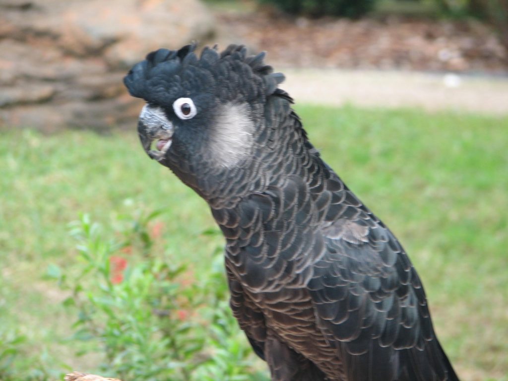 کاکادو سیاه نوک‌دراز Baudin's Black Cockatoo
