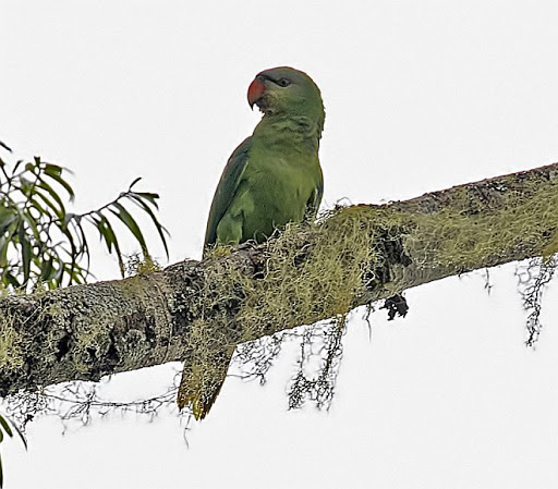 Black-lored Parrot