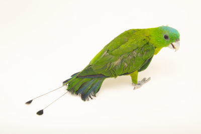 Avilon Zoo Blue-crowned Racquet-tail