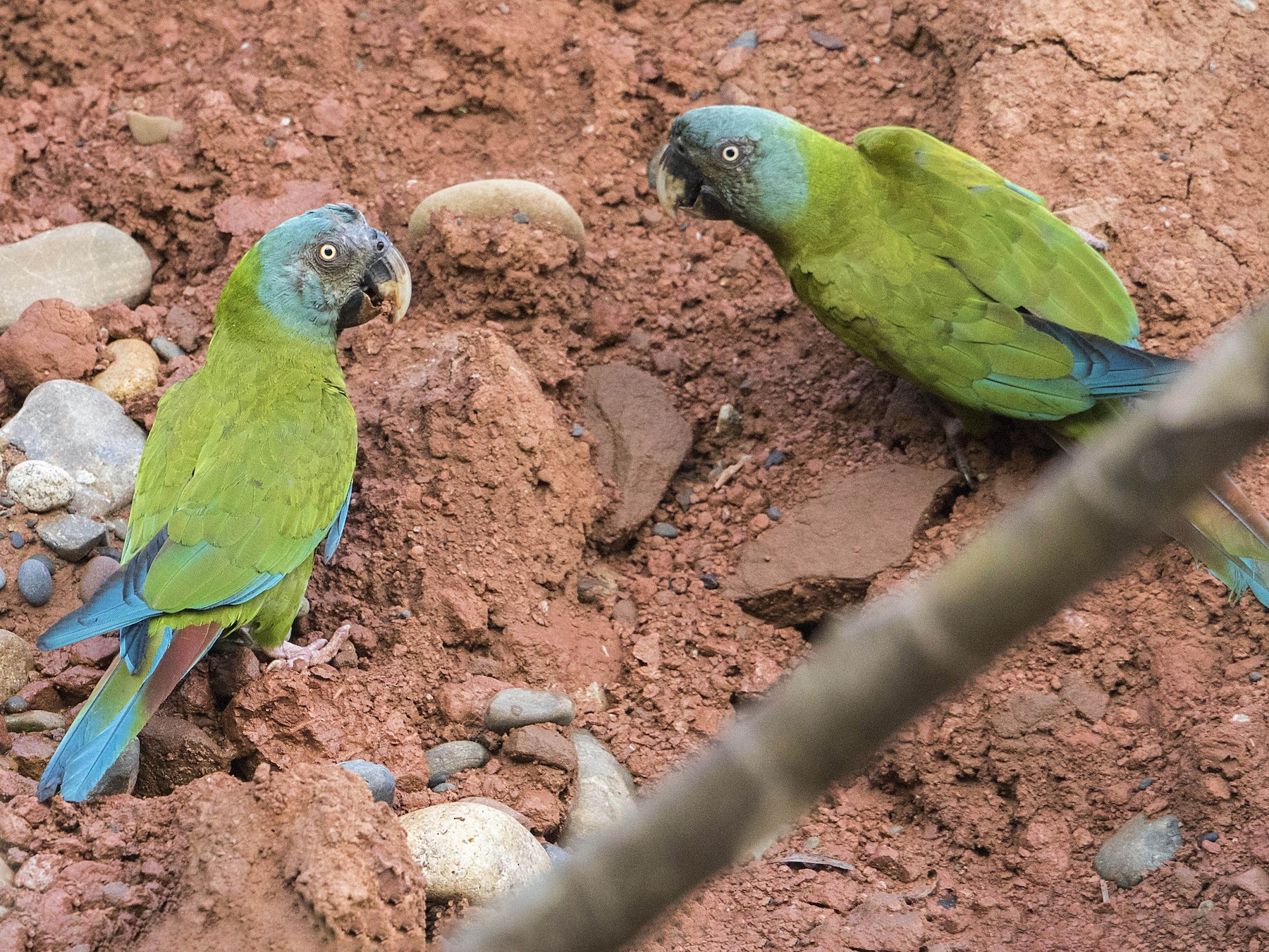 Blue-headed Macaw ماکائوی پیشانی ابی