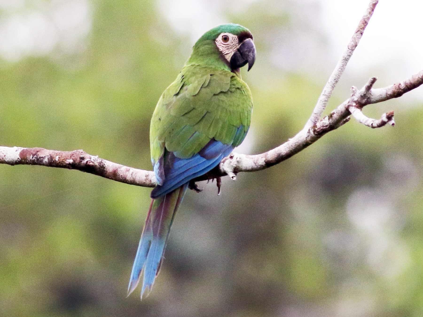 Chestnut fronted Macaw ماکائو پیشانی بلوطی