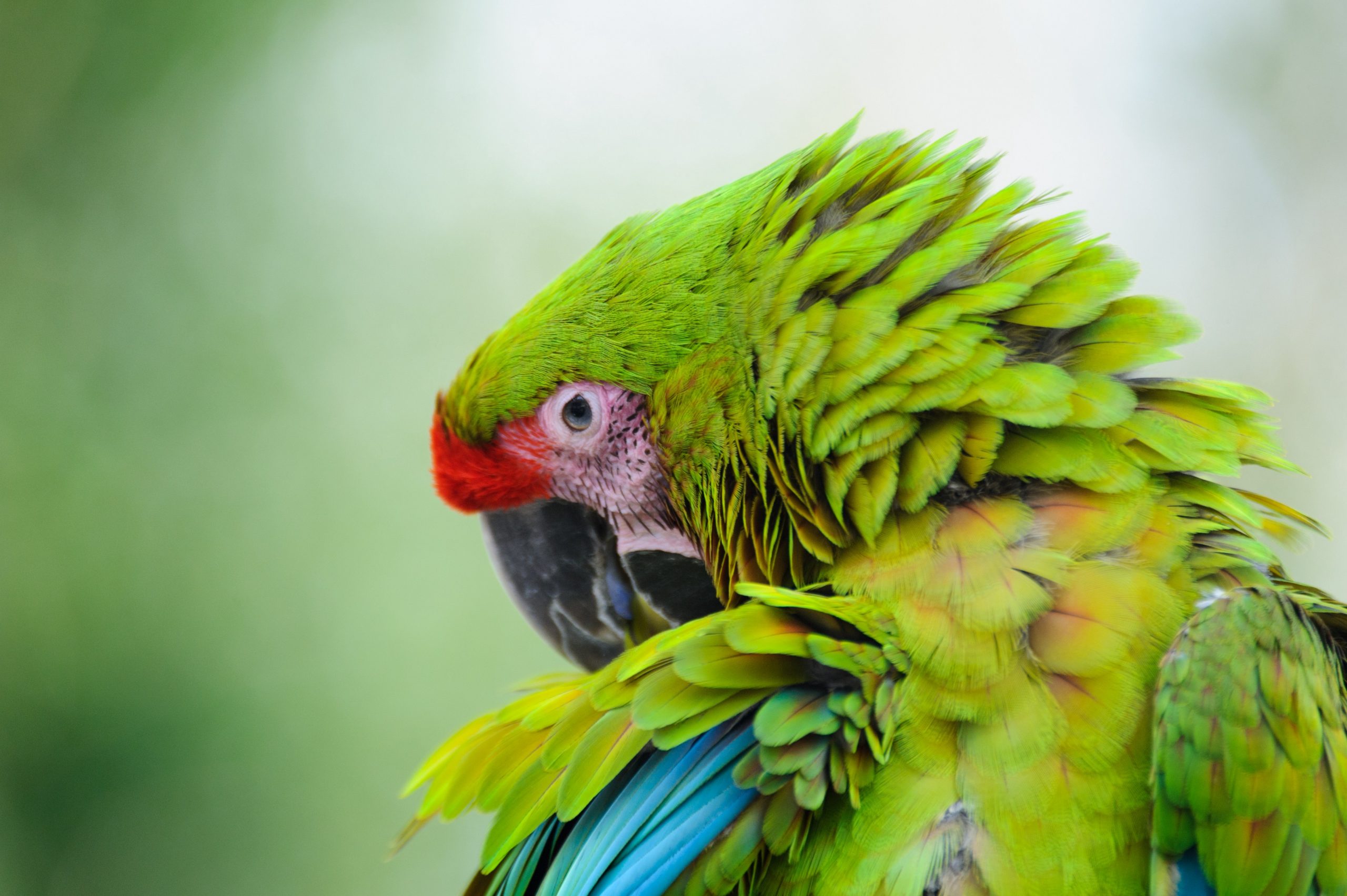 Great Green Macaw ماکائو بوفون