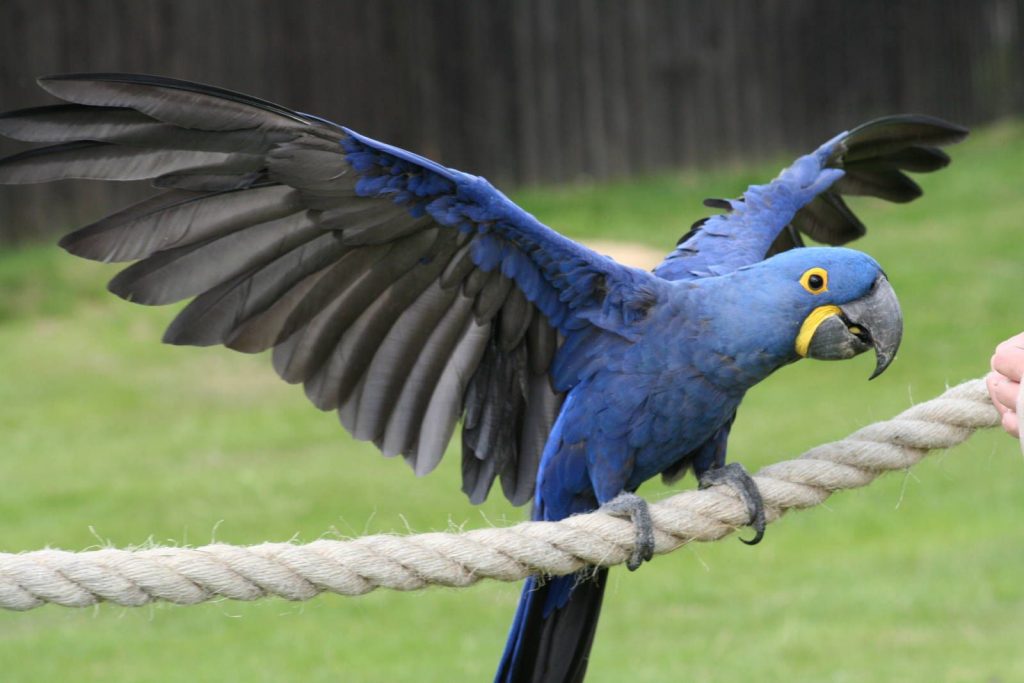 Hyacinth Macaw  هایسنث ماکائو Hyacinth macaw