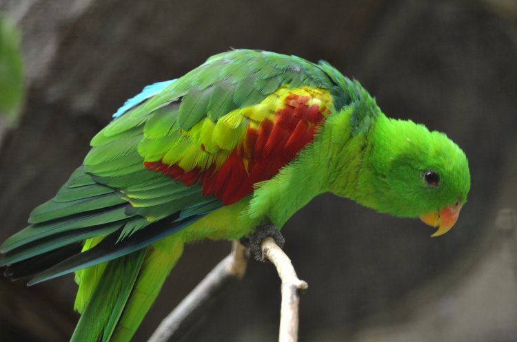 Olive-shouldered Parrot