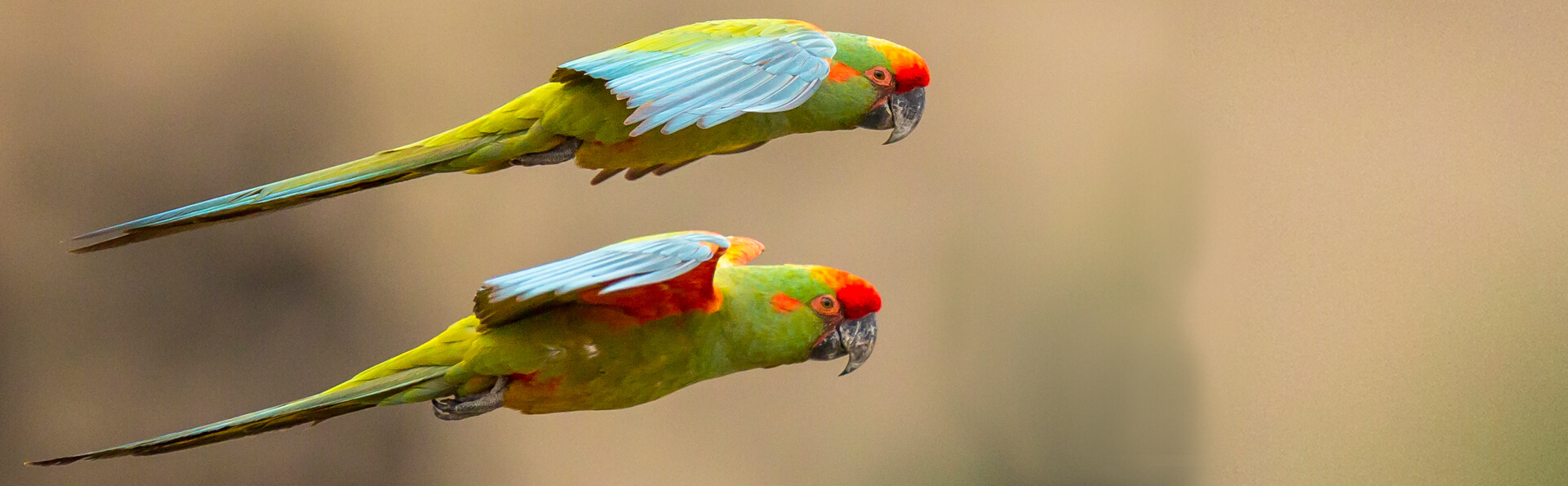 Red-fronted Macaw ماکائو پیشانی قرمز
