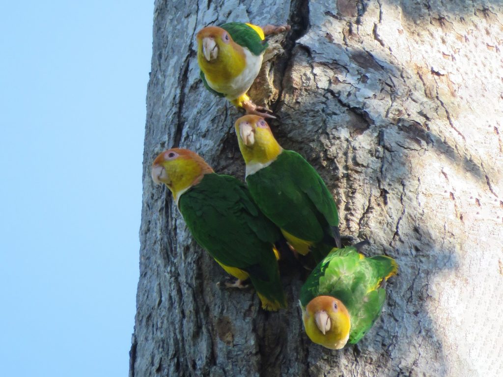 Orange Headed Caique کایک سر نارنجی