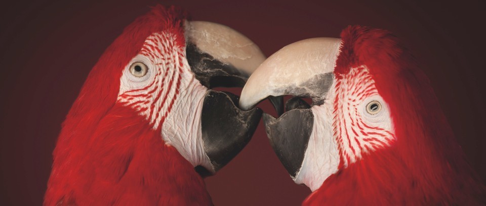 Scaelet Ara Macaws
