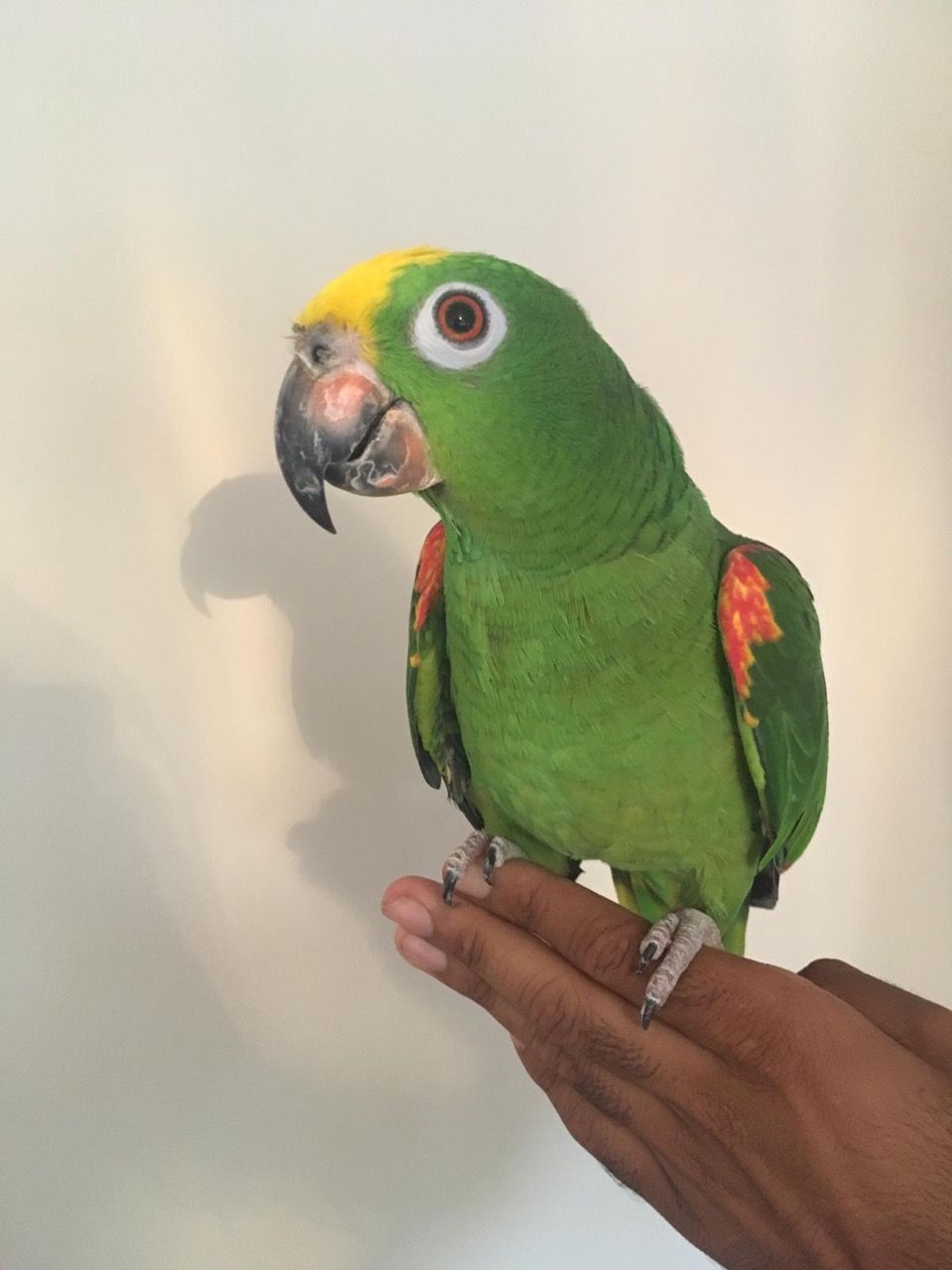 amazon parrot pet