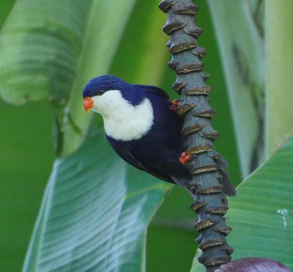 Blue Lorikeet Blue Lorikeet