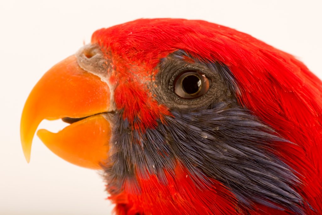 IUCN Status: Least ConcernThis lory species is endemic to the island of Seram, in the south Moluccas Archipelago in Indonesia. It is a mountain forest specialist, rarely occurring below 800 meters above sea level. It feeds on nectar but apart from this, almost nothing is known of its behavior in the wild, even though it remains common to locally abundant. Forest logging isn't a problem but the species is more and more traded in local Indonesian markets and it could also suffer from forest fires as it has a very limited range. Blue-eared Lory