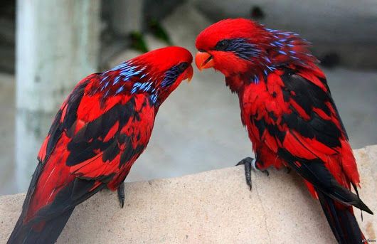Blue-necked Lory