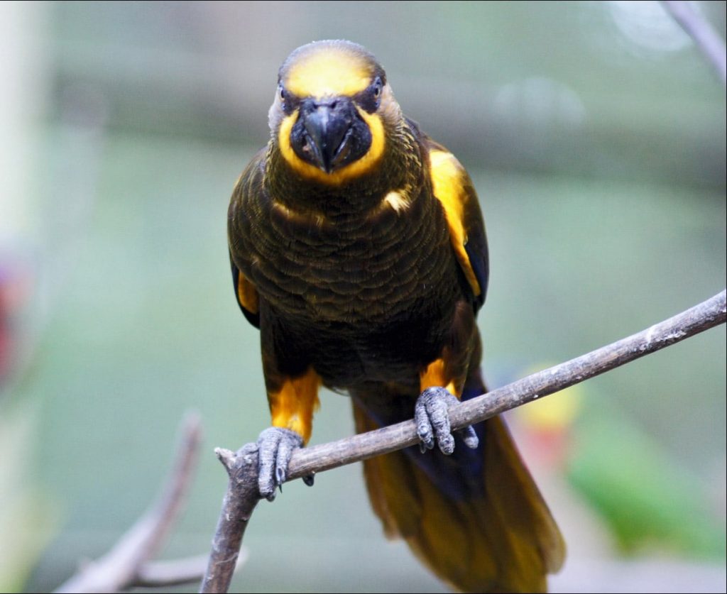 Brown Lory Lori Pardo Brown Lory