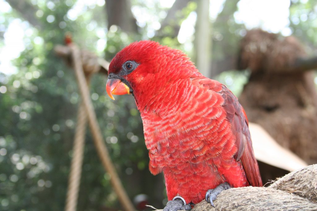 Cardinal Lory Cardinal Lory